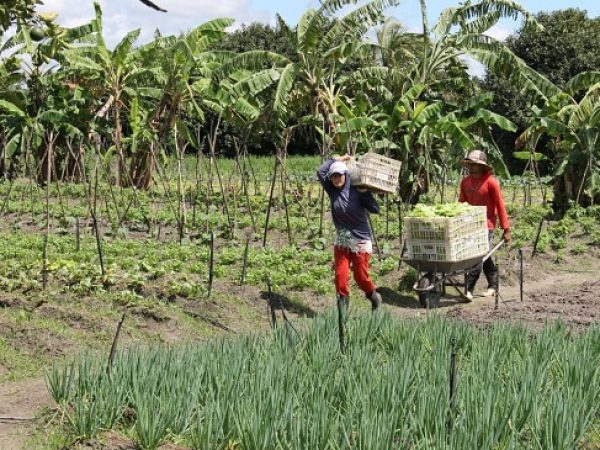 AGRICULTOR COM CAIXA NAS COSTAS E OUTRO EMPURRANDO CARRINHO-DE-MÃO