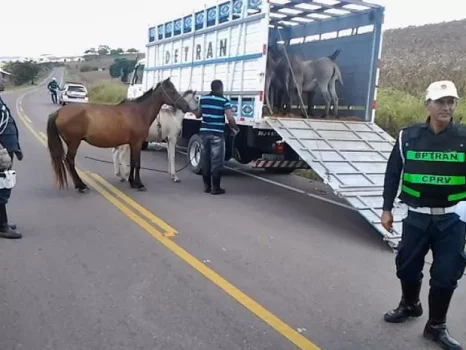 CAVALO animais_soltos_cprv_2