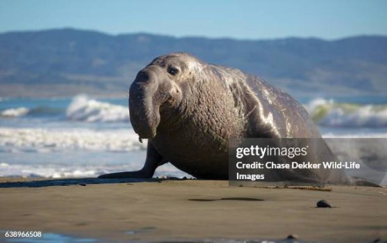 A northern bull (male) elephant seal makes his way ashore in Point Reyes National Seashore, California.