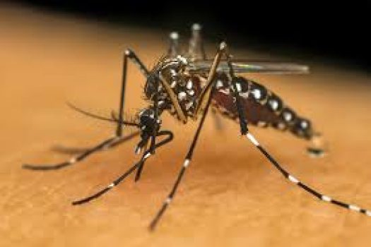 MOSQUITO TRANSMISSOR DA DENGUE