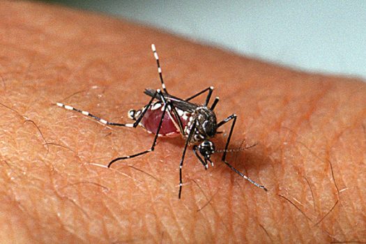 MOSQUITO