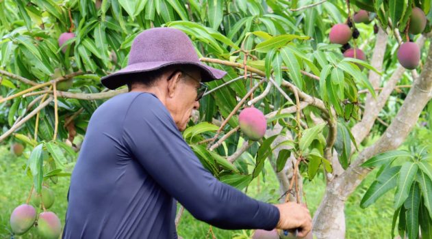 PRODUTOR COLHENDO MANGAS EM SERGIPE COM DINHEIRO DO BA NESE 19 DE JULHO DE 2025