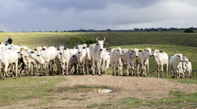 Sergipe consolida maturidade sanitária e fortalece vigilância após retirada da vacinação contra a febre aftosa---29 DE NOVEMBRO 25