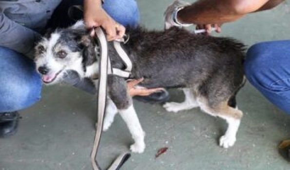 Vacinacao-antirrabica_Foto-Marcelle-Cristinne-357x210