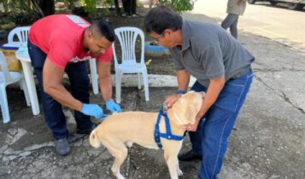 cachorro vacinadozoonosesnacomunidade_