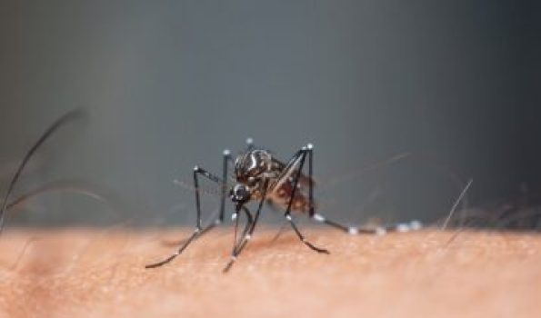 Macro of mosquito (Aedes aegypti) sucking blood close up on the human skin. Mosquito is carrier of Malaria, Encephalitis, Dengue and Zika virus