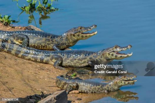 The Yacare caiman (Caiman yacare, is a species of caiman found in the Pantanal, Brazil.