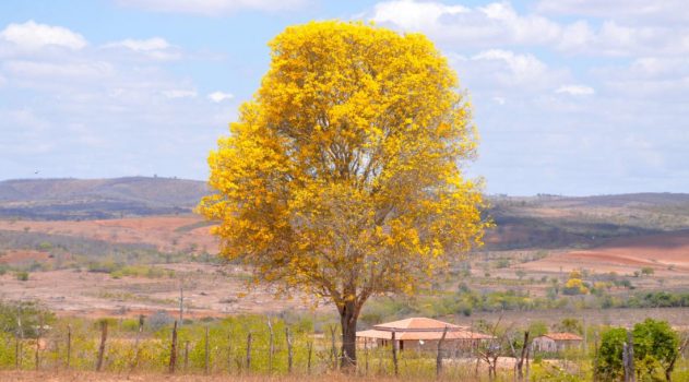 primaverasergipe_fotomarcosrodrigues_200924