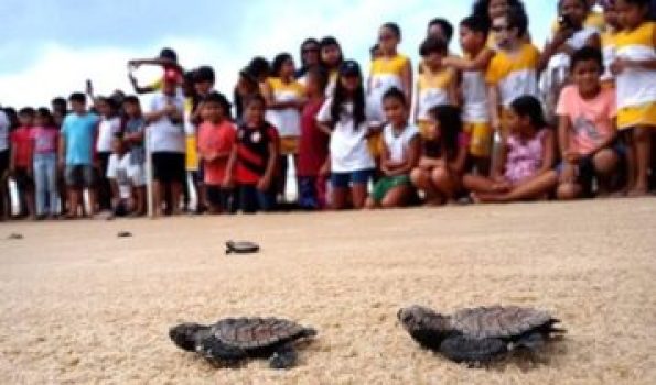 tartarugasmarinhas_fototamar_050924-357x210